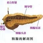 胰头癌可导致哪些症状发生