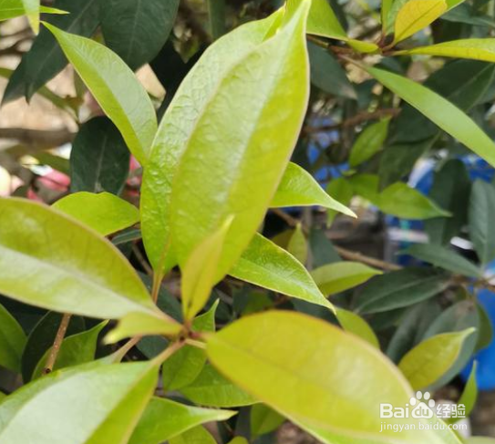 桂花发芽后芽尖变黑脱落怎么回事