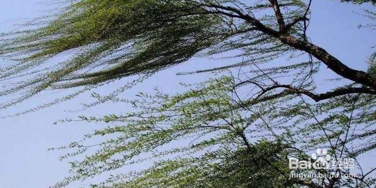 大风怎么形容