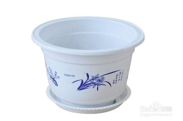 水苔养蝴蝶兰的方法