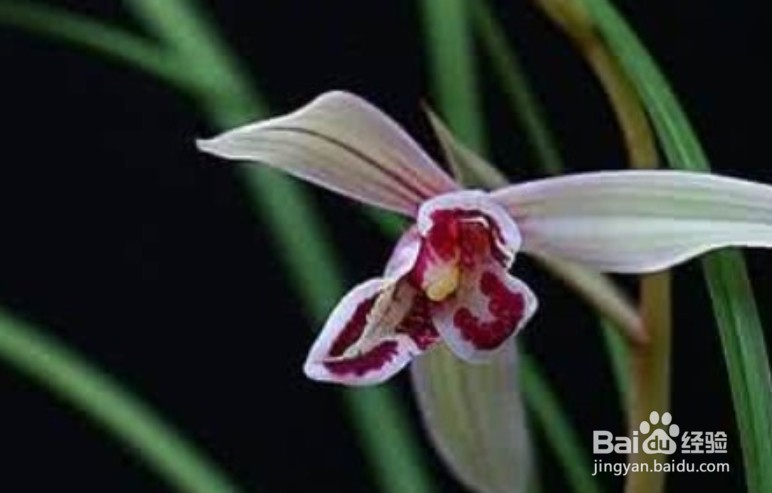 兰花叶子长黑斑怎么救