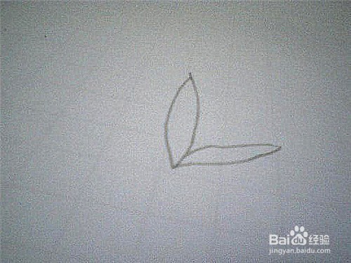 简笔画水仙花的画法