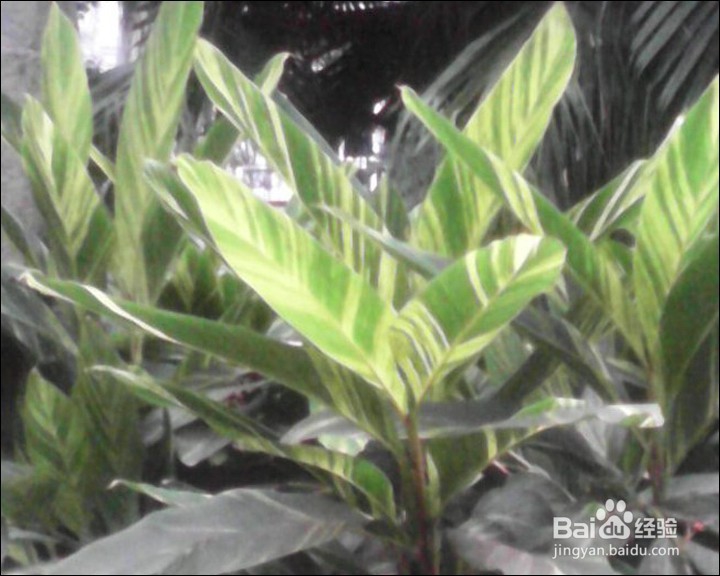 酷比魔方 8X 安卓系统8.0寸平板测评试用