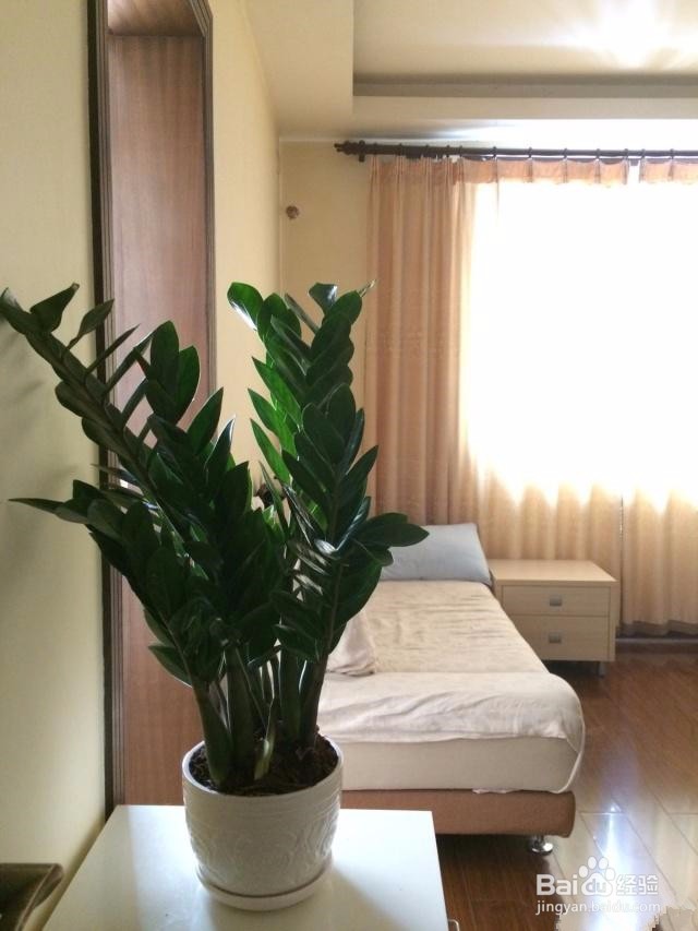 金钱树茎发黑怎么补救