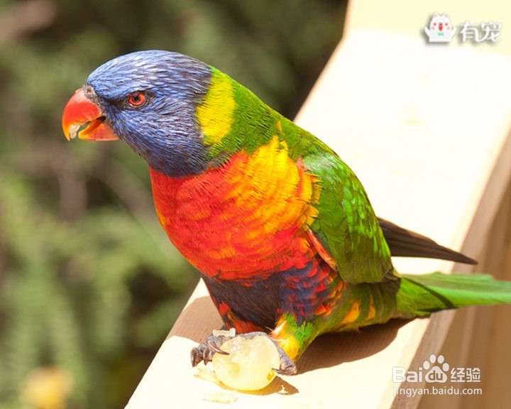 鸟的世界多姿多彩,你偏爱哪一种?