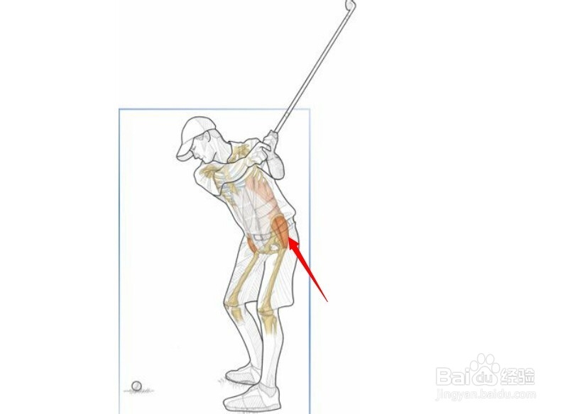 高尔夫球训练：[31]相应肌肉图解完结篇
