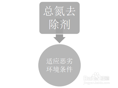 脱氮过程中总氮去除菌剂有哪些作用?