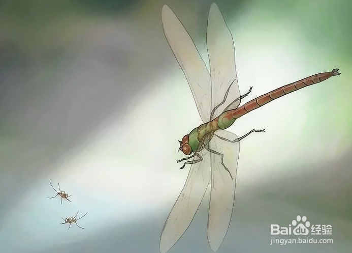 如何驱赶并杀死蚊虫以避免蚊子繁殖