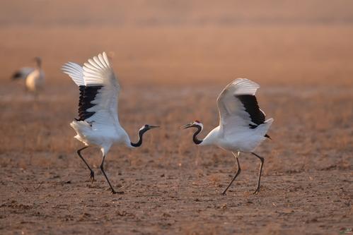 意不知何生,情投而合。是什么意思