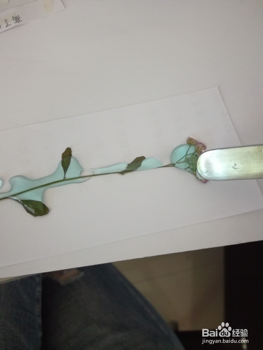 植物书签的制作