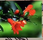 十二月花名歌怎么背 百度经验