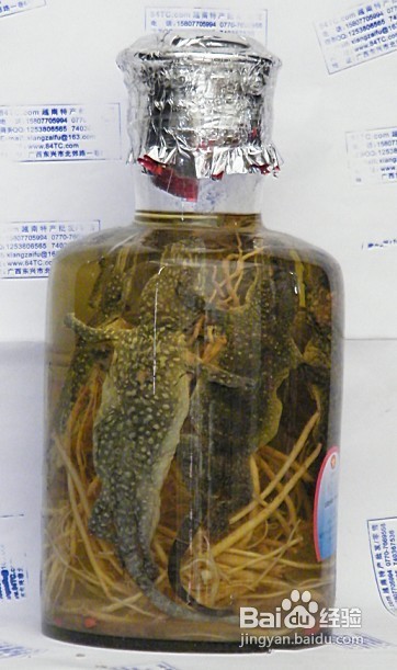 怎样泡蛤蚧酒
