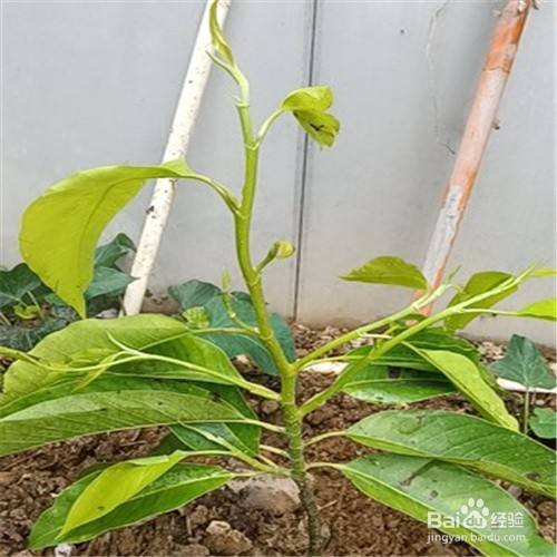 玉兰花怎么繁殖