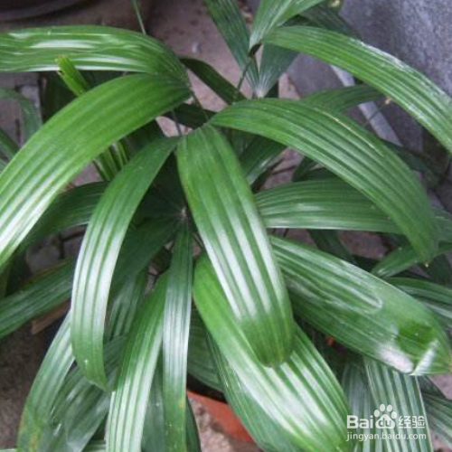 仙茅的养殖方法和注意事项