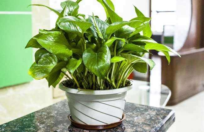 绿萝吸甲醛用后还能放在屋里吗