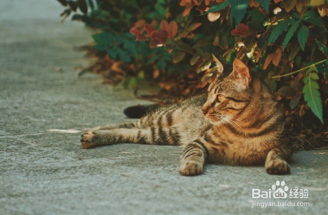 怎么样为猫咪在家里洗澡去异味
