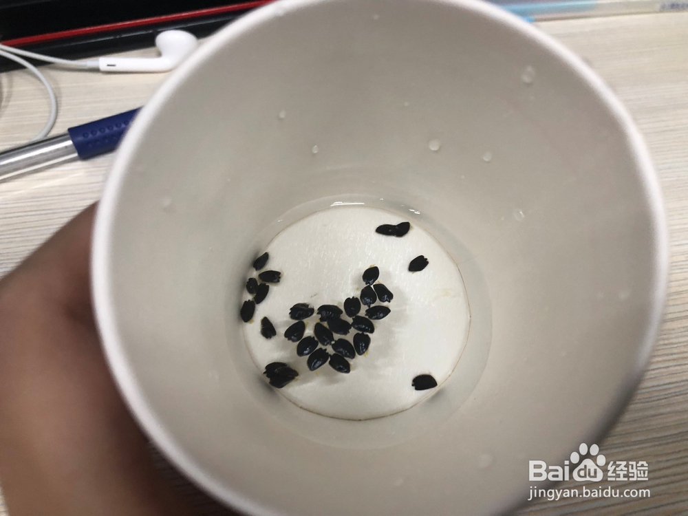 百香果盆栽种植