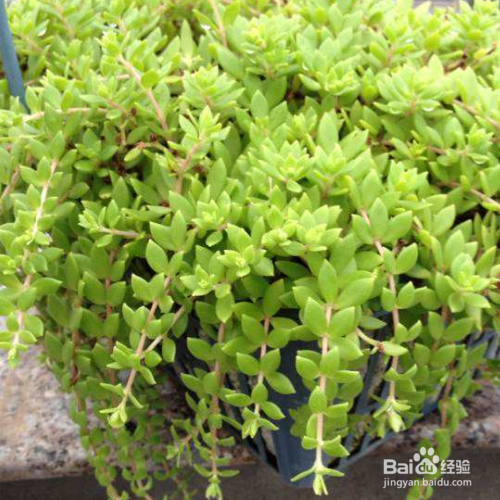 垂盆草有什么作用？