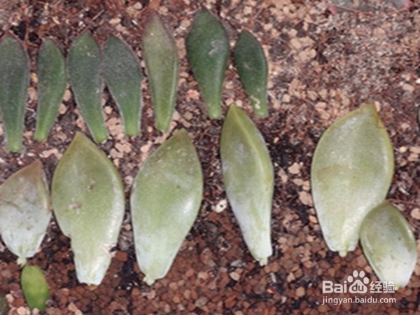 多肉植物徒长怎么办