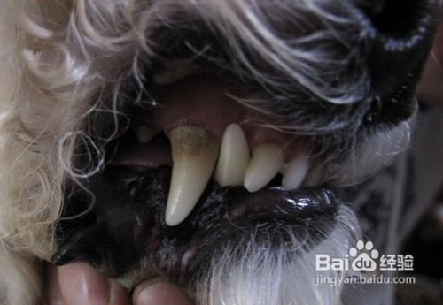 <b>正确认识宠物的牙齿疾病</b>