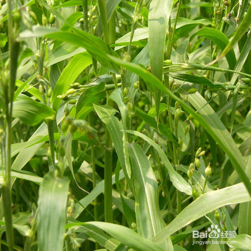 薏苡的养殖方法和养殖技巧