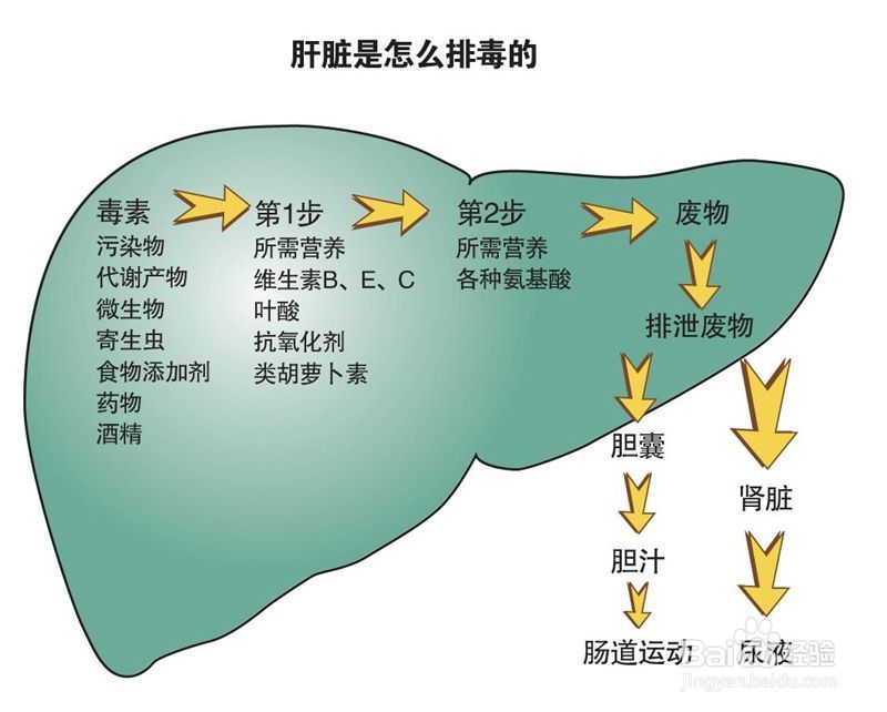 <b>如何清洁保养身体的四大排毒器官</b>