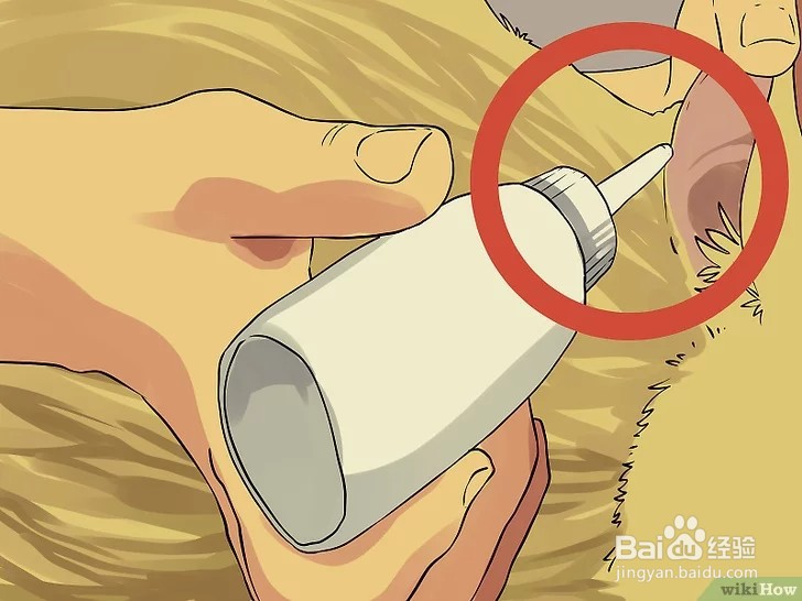 怎么清洁猫咪的耳朵