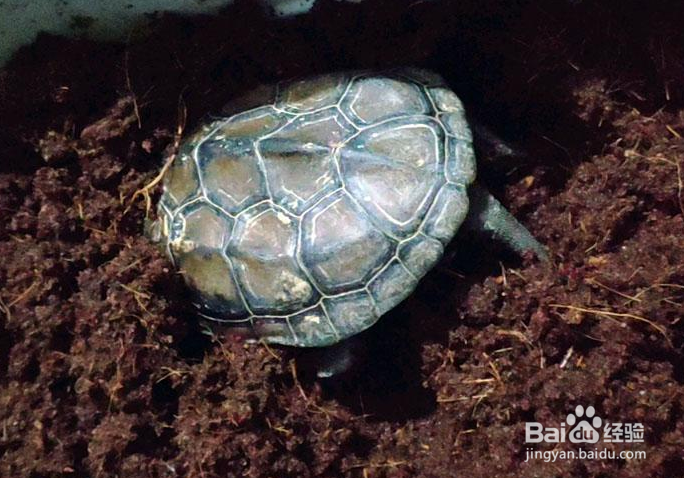 乌龟冬眠结束后怎么养
