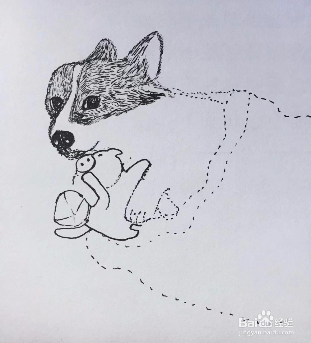 茉莉手绘之萌宠柯基