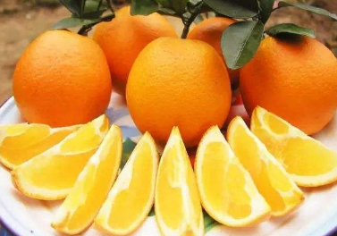 脐橙品种有什么呢
