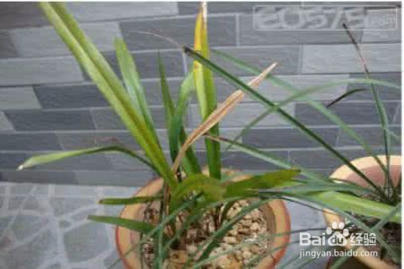 兰花叶子枯萎了怎么办