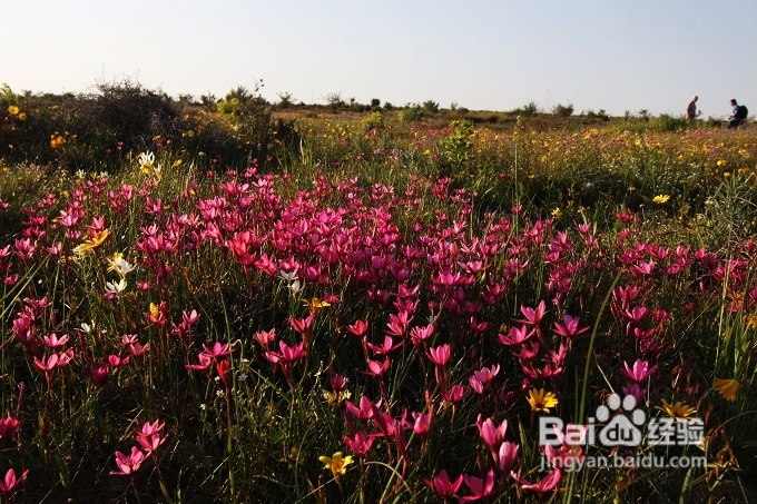 [转载]南非之旅3：纳玛夸兰（Namaqualand）花海