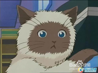 盘点动漫中的十大名猫
