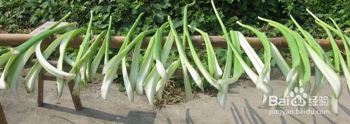 芋头茎的做法