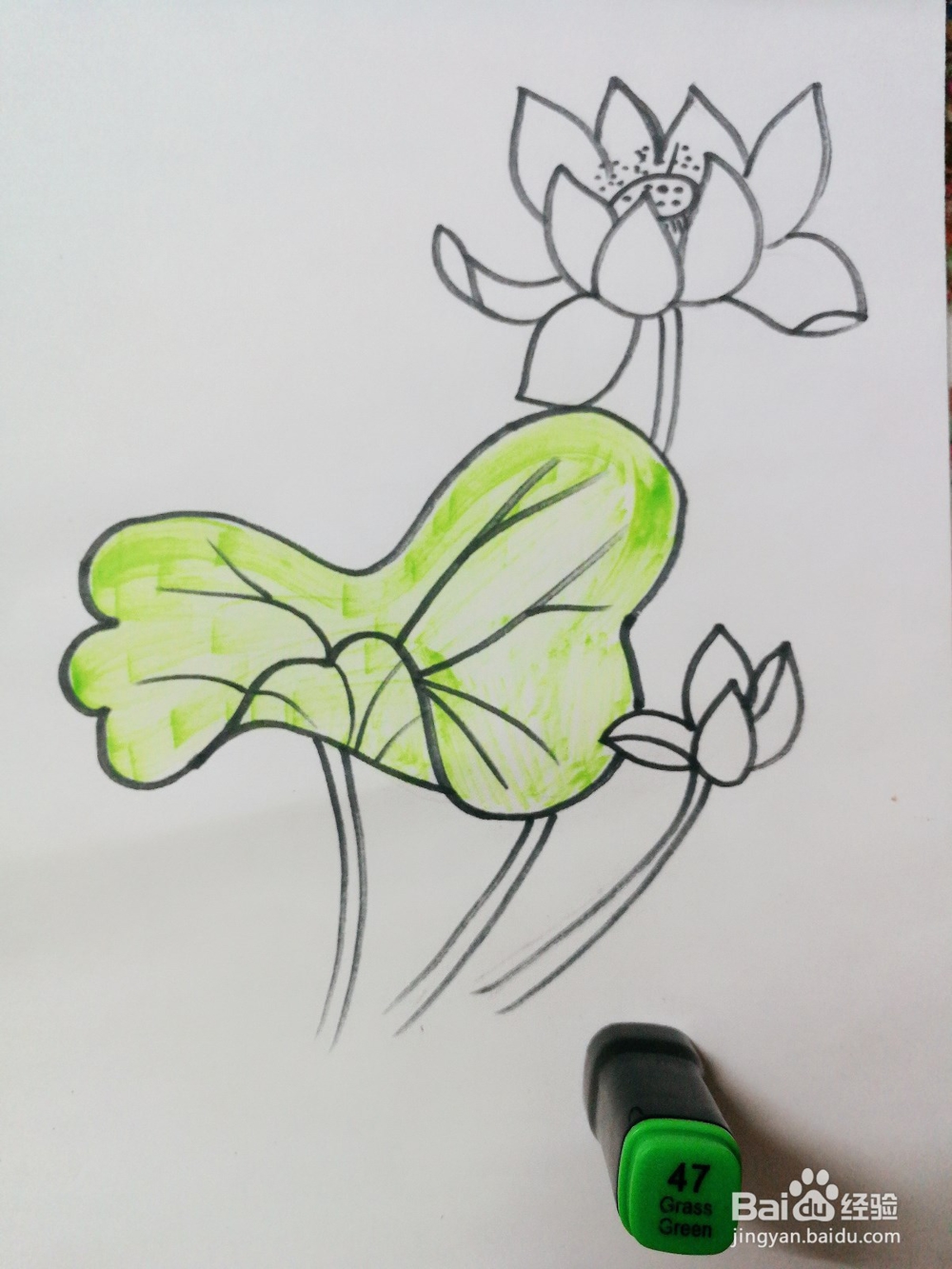 彩绘荷花卡通绘本插图