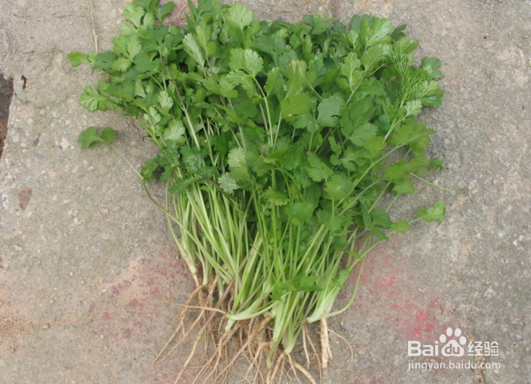 露天的香菜地用什么除草剂?