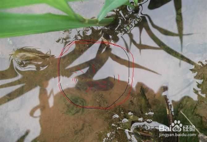 怎么准确,快速的分辨黄鳝洞