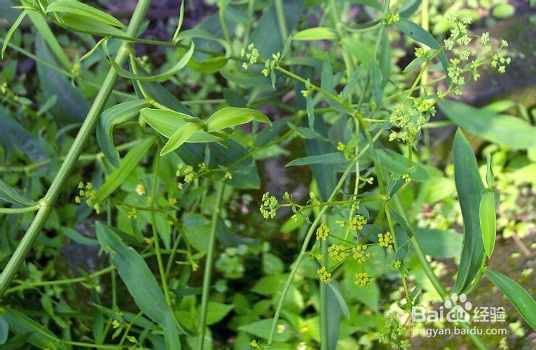生活中常见中草药及其疗效(五)
