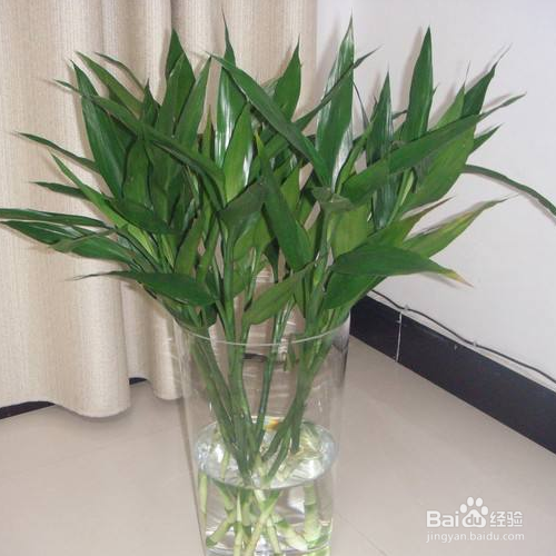 怎么水养富贵竹