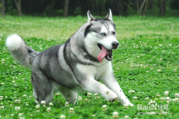 一岁的哈士奇怎样长肉