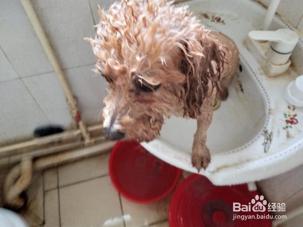 如何为家里的宠物狗洗澡