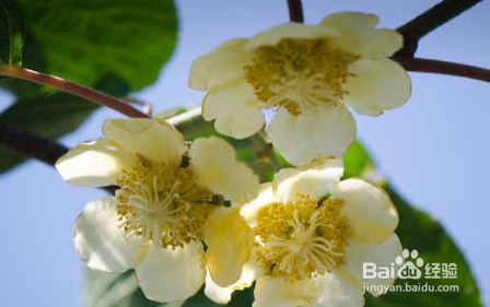 猕猴桃花粉怎样采收