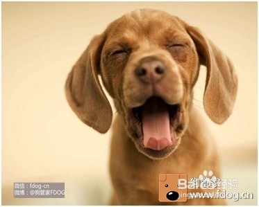 狗狗口腔怎么护理?