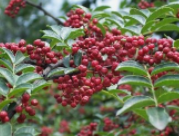 花椒的药用价值