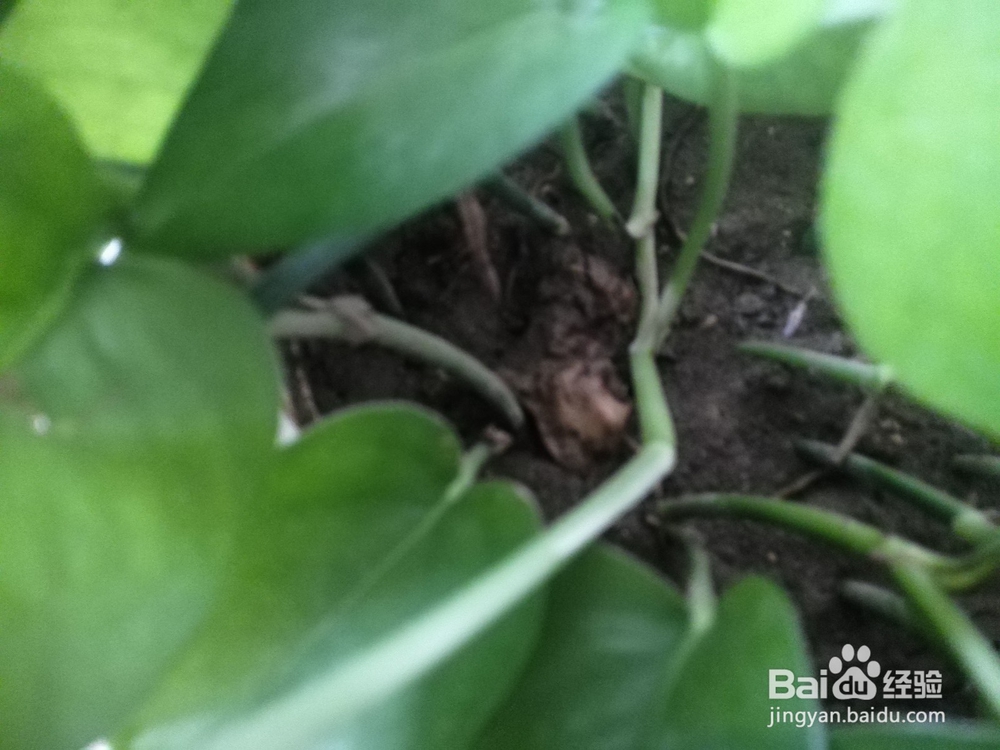 水培绿萝-自己种绿萝