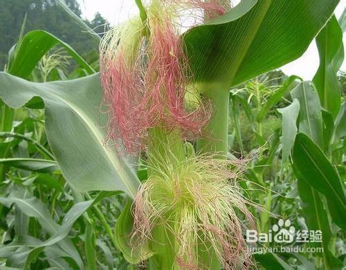 秋季九大平价“护心”食物