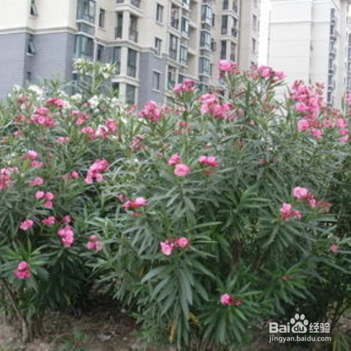 夹竹桃和桃树的区别是什么？