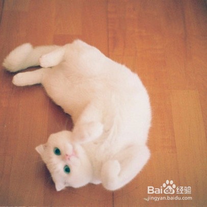 训练猫猫打滚的方法