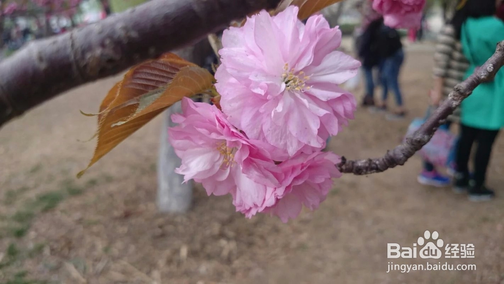 北京玉渊潭樱花