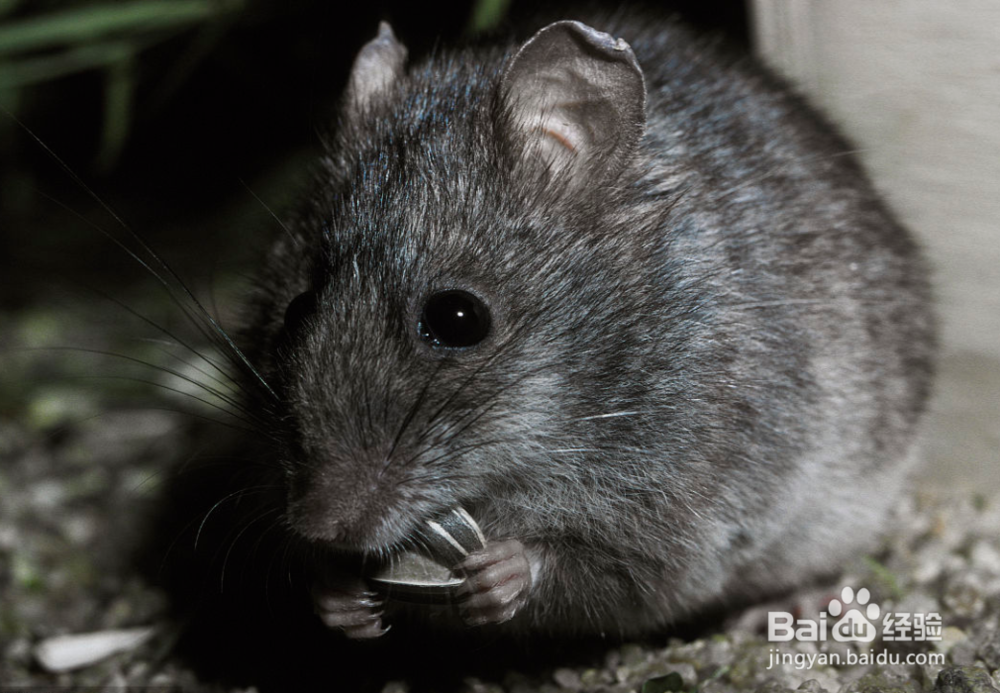 如何在家养只老鼠
